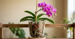 Para a orquídea durar anos: na Tailândia o macete não é a rega, mas nunca plantar nas terras de outras plantas