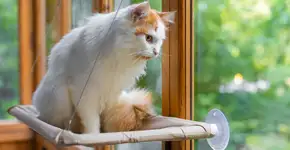 Seu gato é distraído? Veja 10 nomes perfeitos para ele