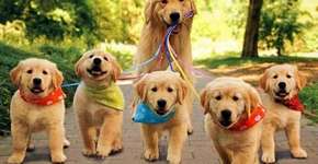 Foto: (Imagem sem texto alternativo disponivel ID [1869028])