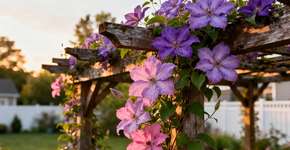 Uma planta trepadeira que parece ao jasmim, mas mais fácil de cuidar e com flores durante todo o ano