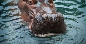 Foto: (Imagem sem texto alternativo disponivel ID [2623408])