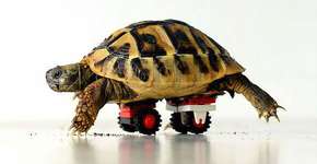 Foto: (Imagem sem texto alternativo disponivel ID [1830256])