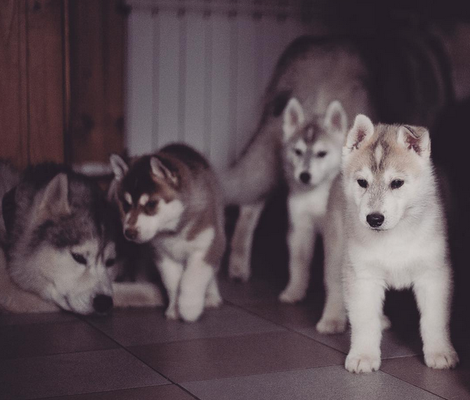 Fotógrafa registra cães da raça husky siberiano