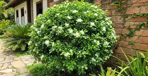 Foto: (Imagem sem texto alternativo disponivel ID [2786924])