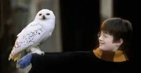 Harry Potter impulsiona tráfico de corujas e ameaça a espécie