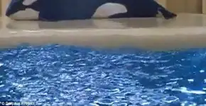 Baleia sai da água em parque aquático em possível tentativa de suicídio