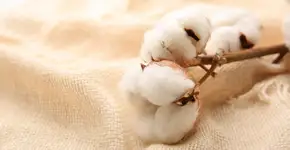 Edital convoca soluções inovadoras para o algodão orgânico