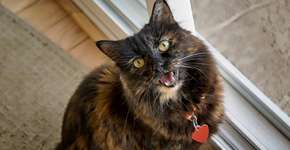 Foto: (Lux Blue/istock)