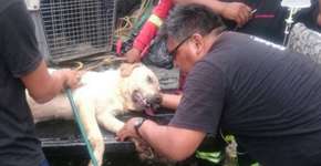 Foto: (Imagem sem texto alternativo disponivel ID [1072996])