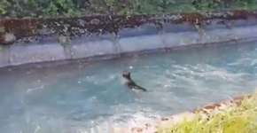 TV acompanha resgate de cachorro que caiu em canal