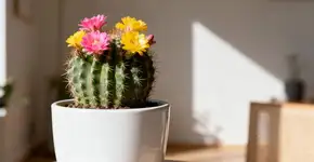 O segredo para fazer os cactos florescerem em vasos no seu jardim durante todo o ano