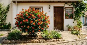 Ela floresce duas vezes por ano e suas cores vibrantes iluminam qualquer jardim pequeno; bônus: os vizinhos sempre param para perguntar o nome dessa planta