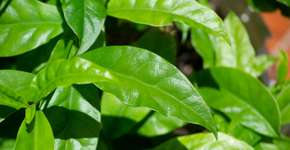 6 benefícios de ora-pro-nóbis para a saúde; descubra os segredos desta planta