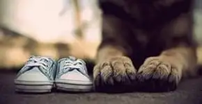 Foto: (Imagem sem texto alternativo disponivel ID [1867598])