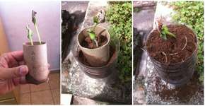 Como fazer uma sementeira com rolos de papel higiênico?