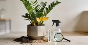 Foto: (Imagem sem texto alternativo disponivel ID [2674979])