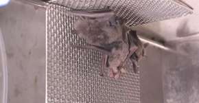 Foto: (reprodução/TV Globo)