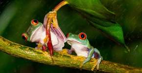 Sapo segura folha para proteger fêmea da chuva numa gentileza quase humana