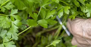 Chá de salsa combate infecções urinárias