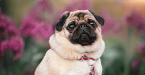 Foto: (Imagem sem texto alternativo disponivel ID [2608343])