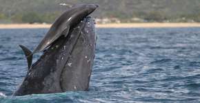 Canadá aprova lei que proíbe cativeiro de baleias e golfinhos