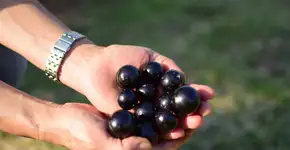 Foto: (Foto: Divulgação.)