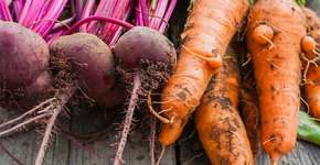 Cenoura e beterraba tornam concreto mais resistente e sustentável