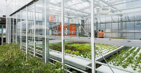 Empresa quer cultivar alimentos orgânicos nos telhados de prédios de SP