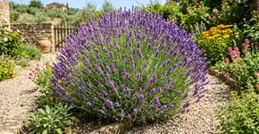 Agora faça isso com a sua lavanda: ela crescerá muito mais bonita