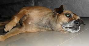 Foto: (Imagem sem texto alternativo disponivel ID [798956])