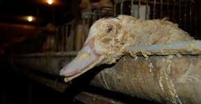 Foto: (Imagem sem texto alternativo disponivel ID [869586])