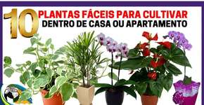 Foto: (Imagem sem texto alternativo disponivel ID [1844958])