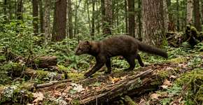 Um pequeno animal esquivo que desapareceu em 1800 foi capturado de surpresa em Ohio, e ninguém o via há mais de 100 anos