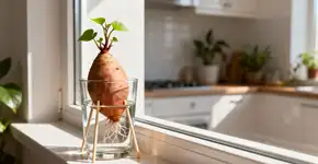 Como cultivar uma trepadeira de batata-doce: O truque fácil para decorar sua casa