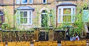 Segundo pesquisa , árvores e plantas conseguem absorver metade da poluição do ar