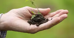 Golden Square incentiva protagonismo infantil em oficina de plantio de mudas