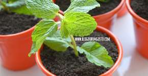 Acredite, é comestível: aprenda a fazer um delicioso cupcake de vaso