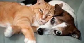 5 ONGs em SP para adotar cães e gatos e ganhar um companheirinho