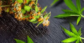 Nova York aprova legalização do uso recreativo de maconha