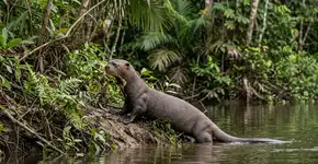 A Argentina alcançou o impensável após 110 anos, e o “retorno” desse mamífero ao Chaco já está mudando o ecossistema desde o seu primeiro dia
