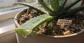 Foto: (Imagem sem texto alternativo disponivel ID [2732412])