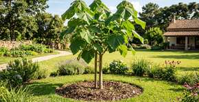 Paulownia, a árvore que cresce rapidamente no seu jardim