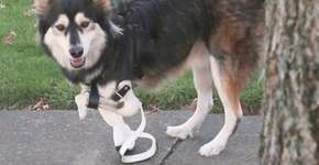 Foto: (Imagem sem texto alternativo disponivel ID [1895746])