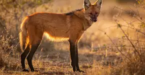 Foto: (Imagem sem texto alternativo disponivel ID [2698283])