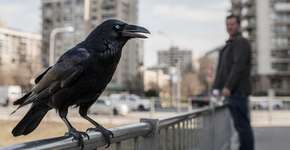 Foto: (Imagem sem texto alternativo disponivel ID [2711480])