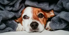Cachorro também sente frio! Saiba como cuidar do seu melhor amigo no inverno