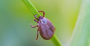 Foto: (Reprodução/Ministério da Saúde)