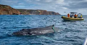 Um barco de turismo viu algo estranho perto da costa da Austrália, e equipes aéreas agora procuram do alto porque as marcas do bicho podem revelar um visitante raro