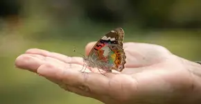 Foto: (Imagem sem texto alternativo disponivel ID [2709124])