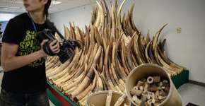 Foto: (Imagem sem texto alternativo disponivel ID [1869609])